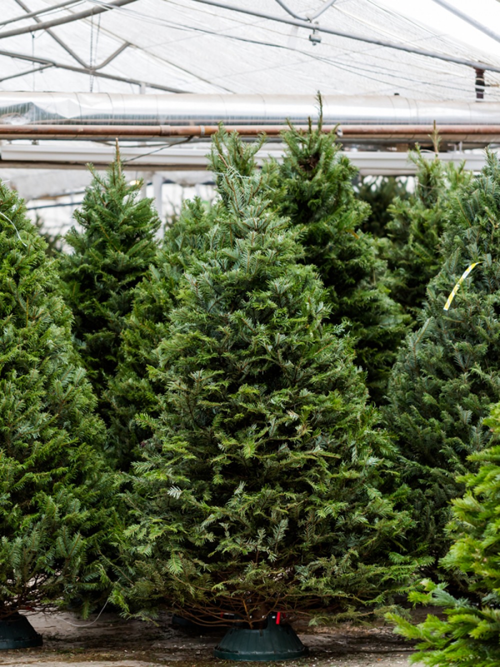 The Best Places to Buy a Real Christmas Tree in the North East and